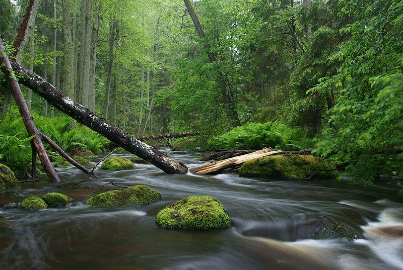 The‍ Role ⁢of ​Nature ⁤in‍ Japanese Poetic Expression